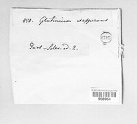 Glutinium exasperans image